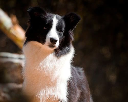 Canil Border Reobote – Especializado na Criação de Border Collies