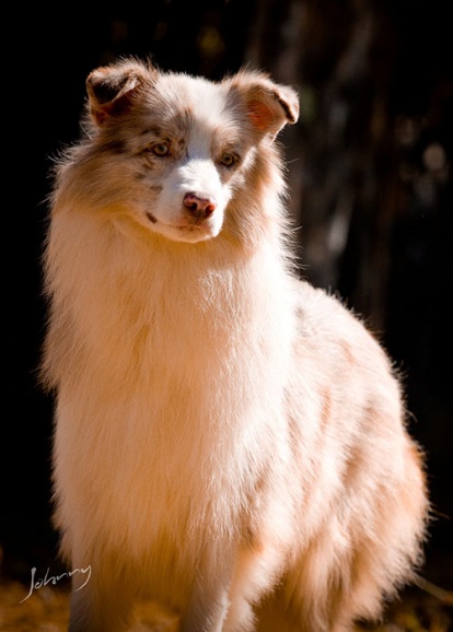 Border Collie